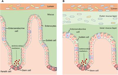 The Role of the Gastrointestinal Mucus System in Intestinal Homeostasis: Implications for Neurological Disorders